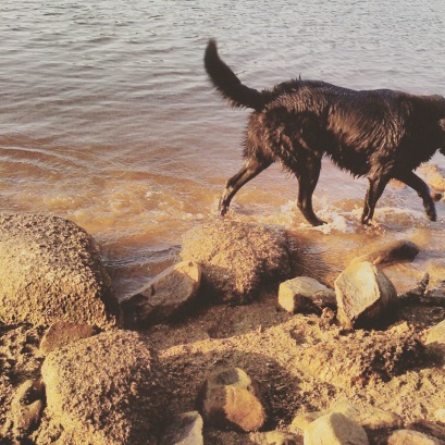 Long Lake off-leash dog-friendly