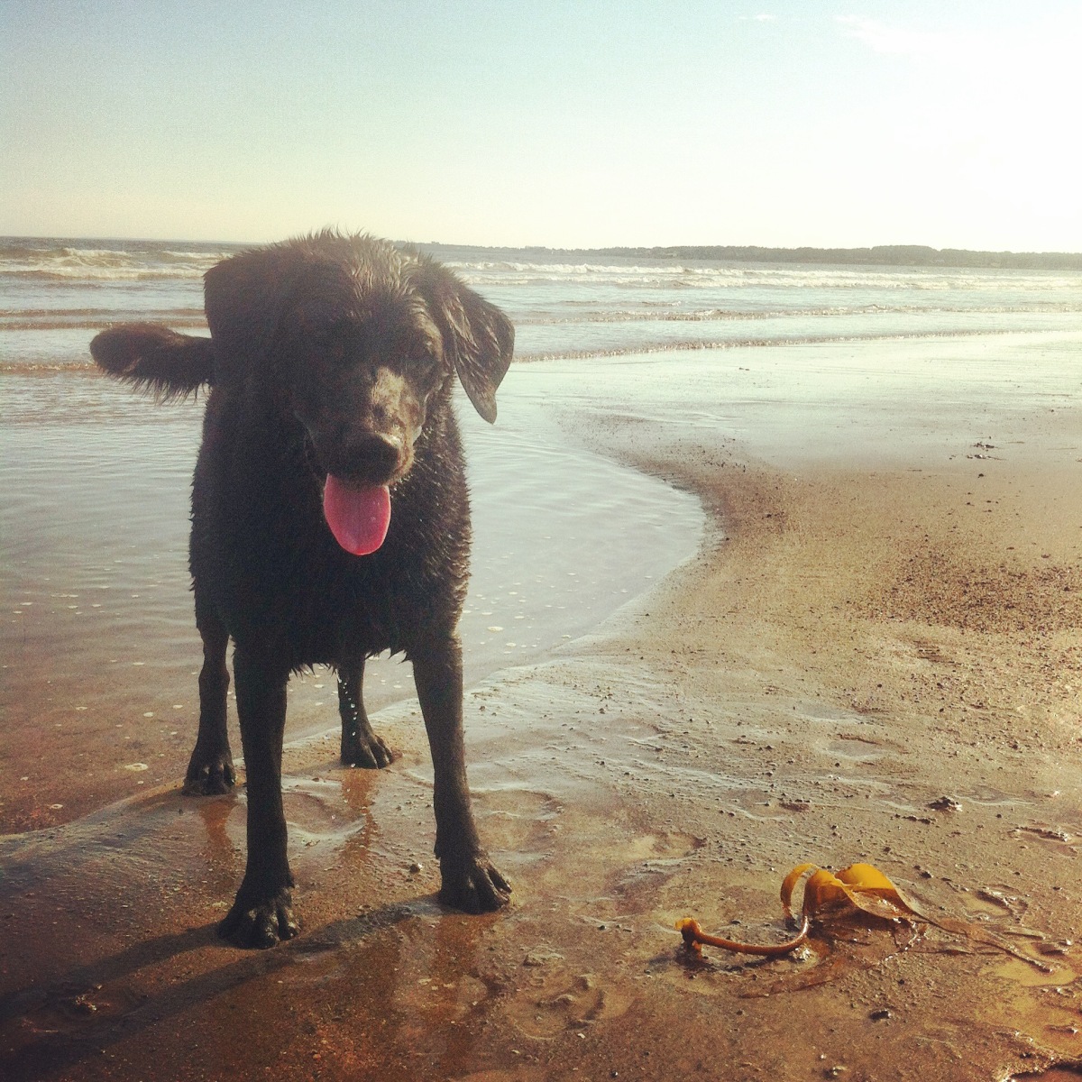Conrad's Beach in Halifax, NS is our favourite beach for dog-friendly fun