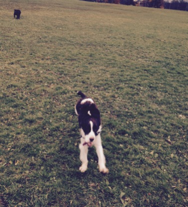 Fort Needham Memorial Park off-leash dog friendly