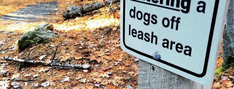 Hemlock Ravine Park off-leash dog friendly trail