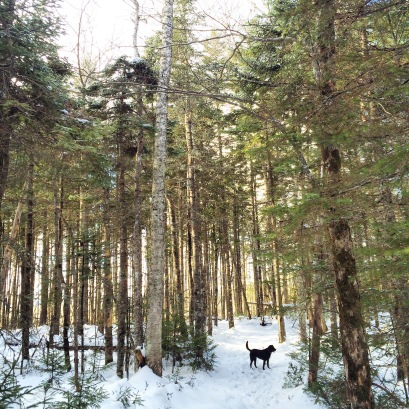 Spider Lake Trails in Dartmouth, NS off-leash dog friendly