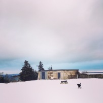 Off-Leash Dog at York Redoubt