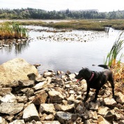Belchers Marsh Park in Clayton Park, Halifax, Nova Scotia Off-Leash Dog Friendly