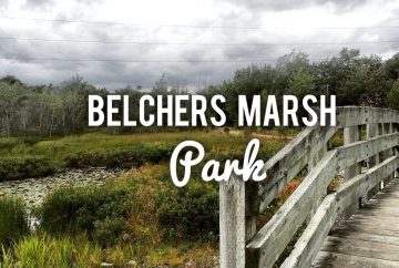 Belchers Marsh Park in Clayton Park, Halifax, Nova Scotia with Off-Leash Dog